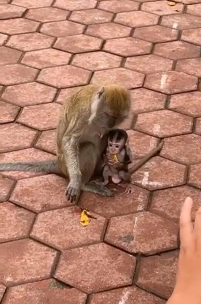 Monkeys at Batu Caves Malaysia