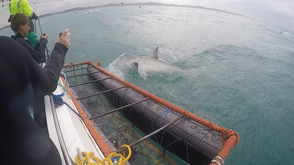 Shark Cage Diving in Gansbaai