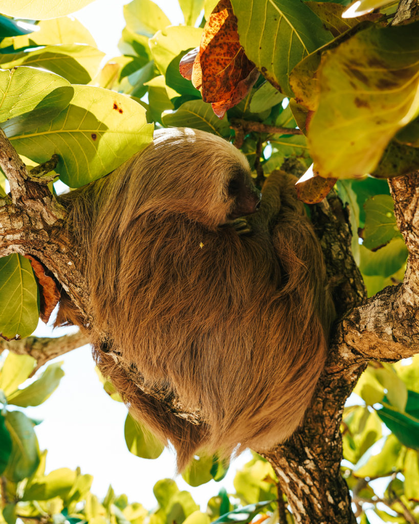 Sloth at Cahuita National Park