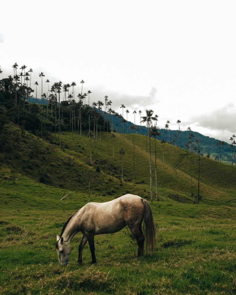 salento colombia tourism