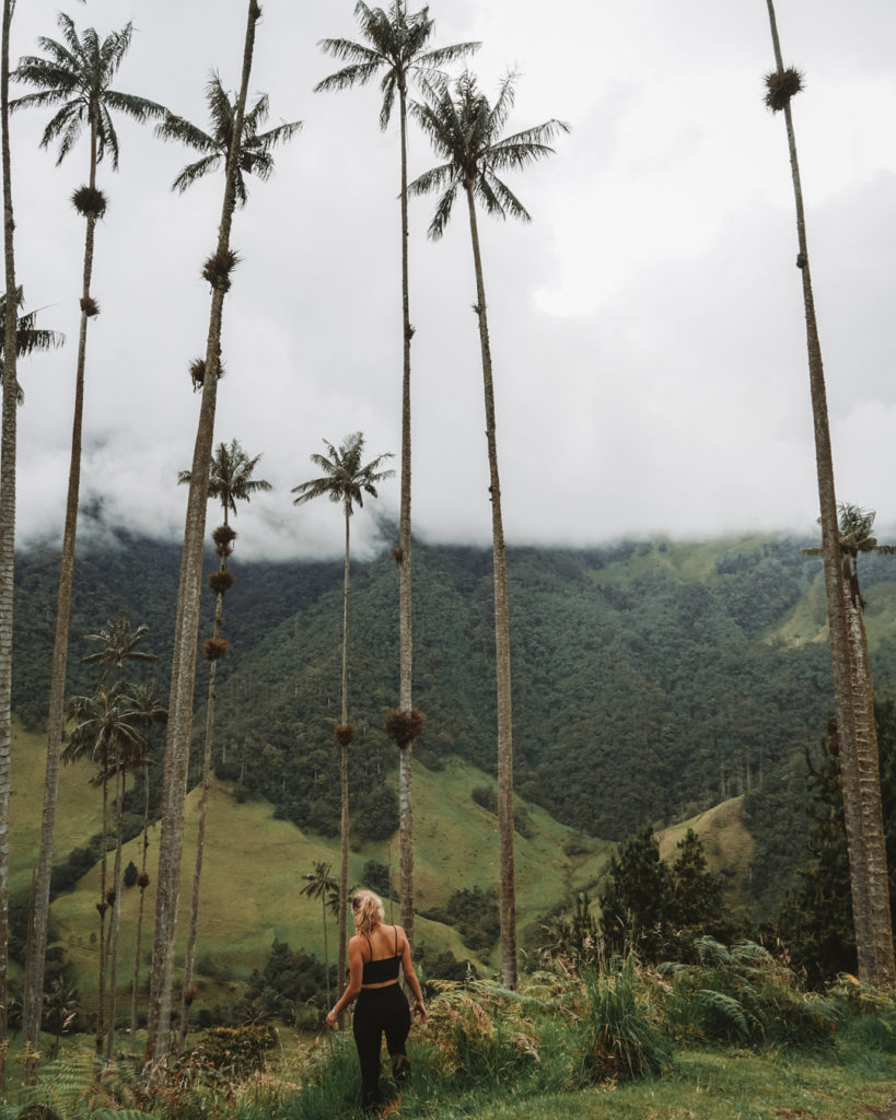 Cocora Valley palm trees in Salento Colombia