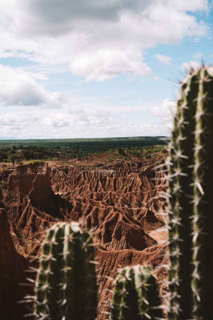 Cacti in desierto de tatacoa
