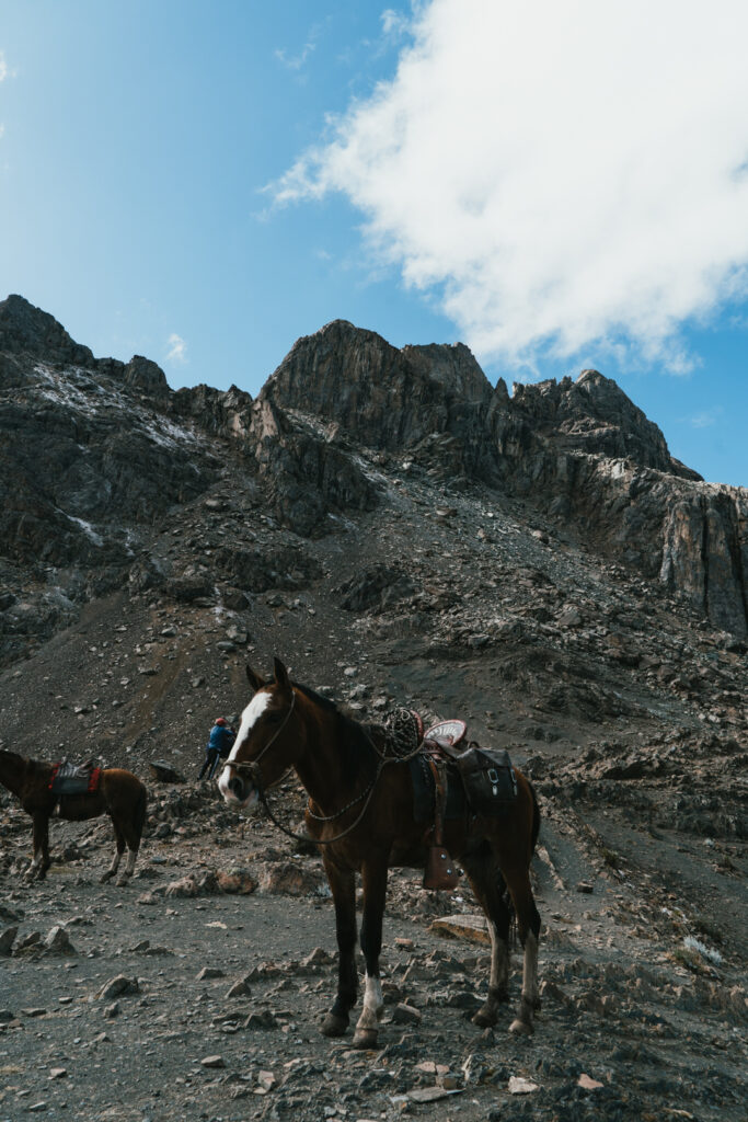 Horse at a mountain pass on the Cordillera Huayhuash trek in Peru