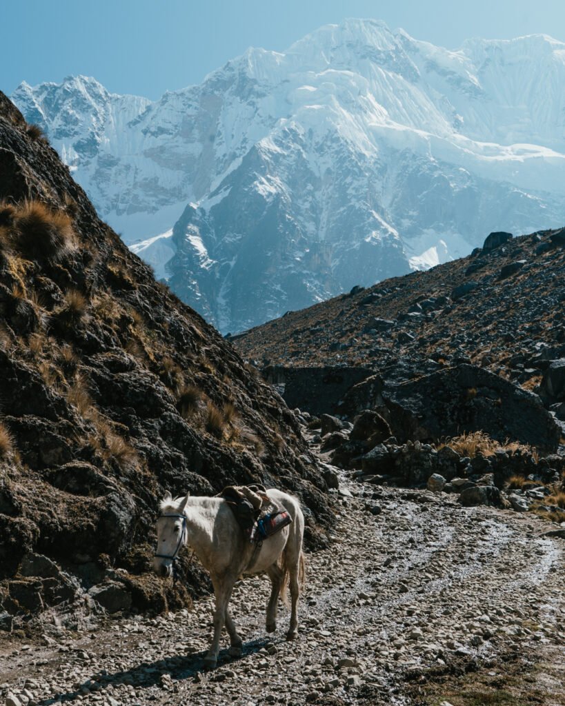 Horse walking trail of salkantay mountain pass