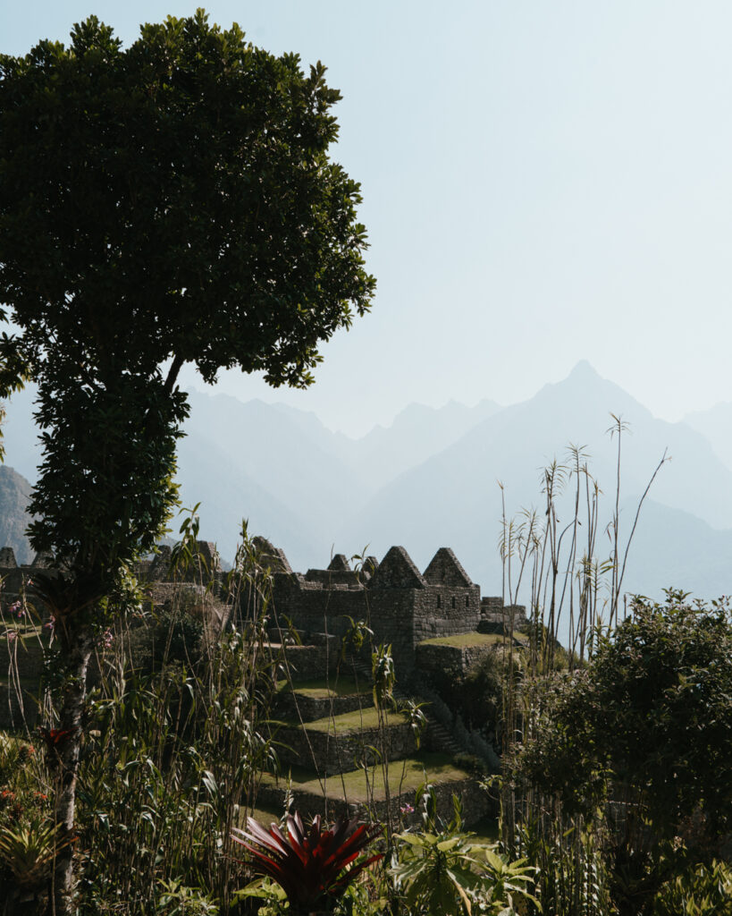 Machu Picchu plants