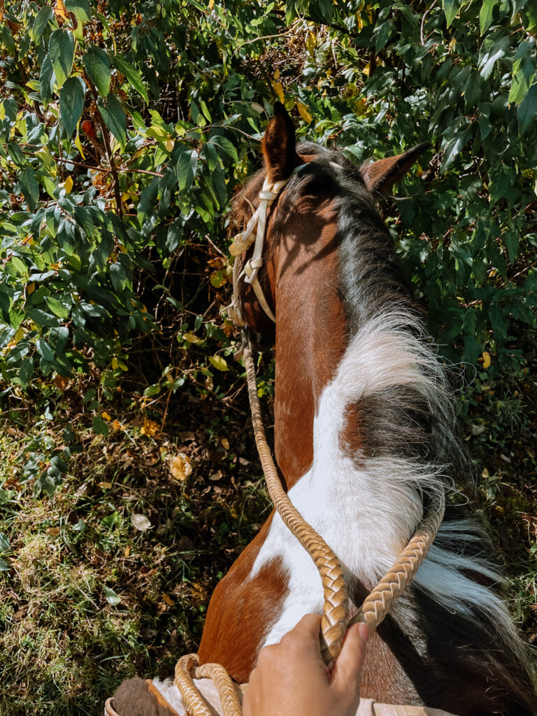 Horse eating leaves