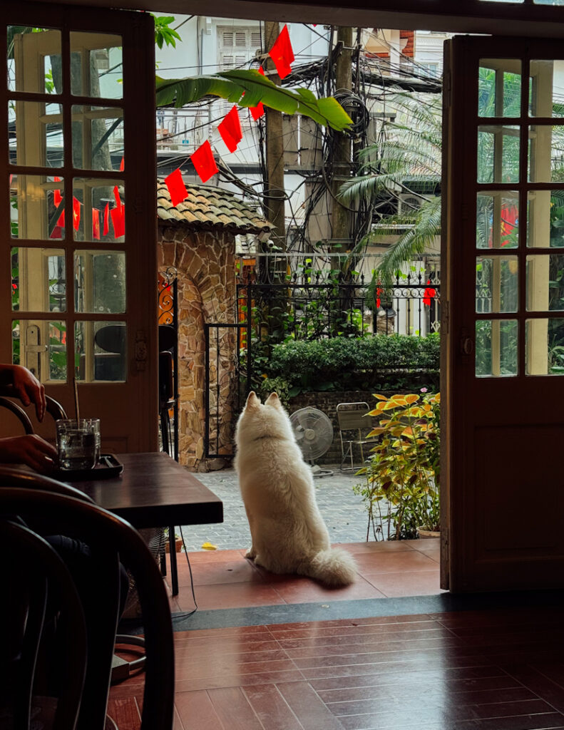 Dog at cafe